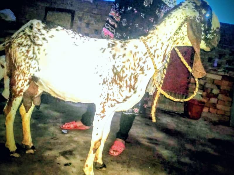 مکھی چینی بکری 3