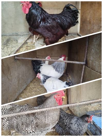 Play Mouth Rock, Light Sussex and RIR Heritage