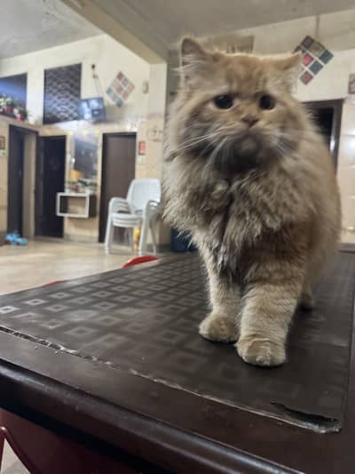 Persian cat