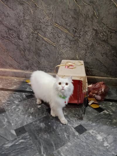 person original breed