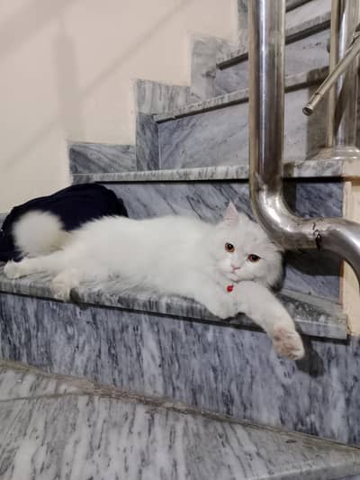 person original breed