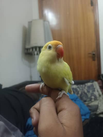 lovebird hand tame