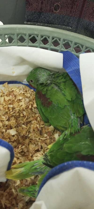 Raw|Kashmiri|Pahari|Alaxanderine