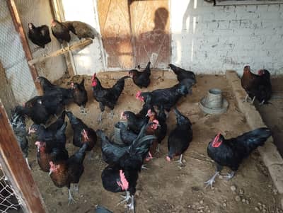 Fartail Egg Available