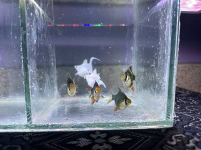 Ballon moon tail Molly and tiger barb and exotic black angel for sell