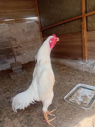 O Shamo 11 Month Exchange possible