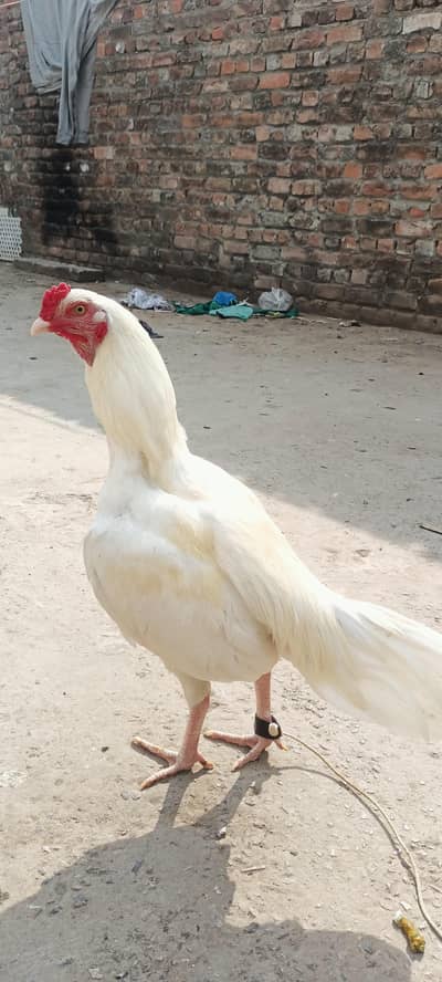 Pure Weight Aseel High Quality