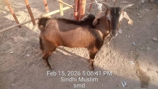 bakra 2 daat 1 Saal ka hai breader