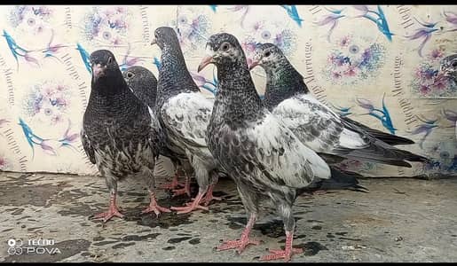 ch wale Taddy phaty for sale parwazi