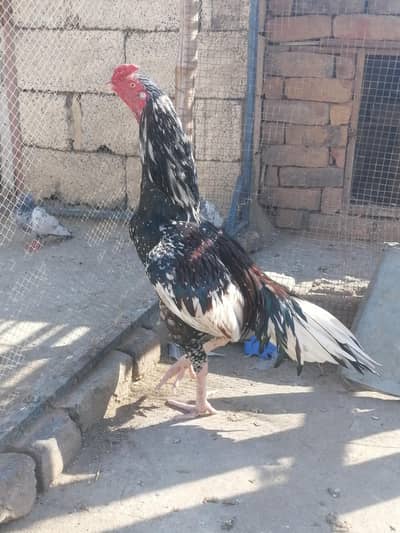 aseel chena morga mushki morgi