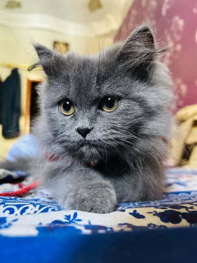 Persian cat female 3 months healthy