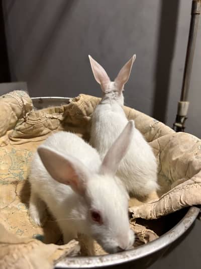 Red eye rabbits 5