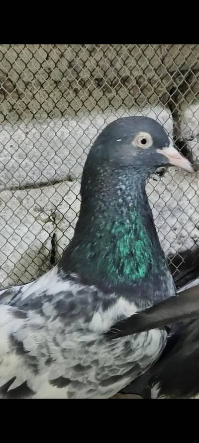 Royal breeder pair for sale