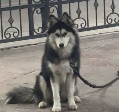 Pedigree Husky
