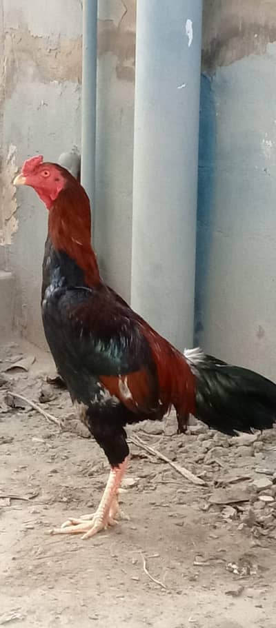 aik murgay lakh aik murgi miamwale aik dasi 032048095544