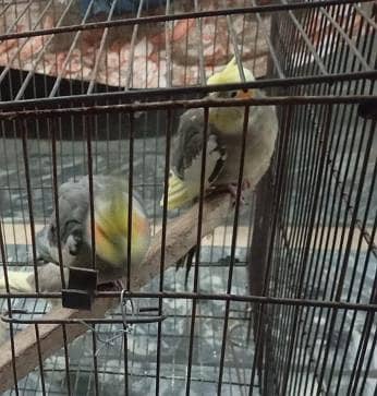 cocktail pair available