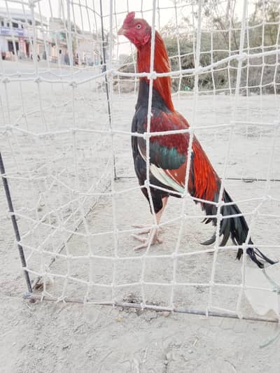 chasky waly rbta na kre please