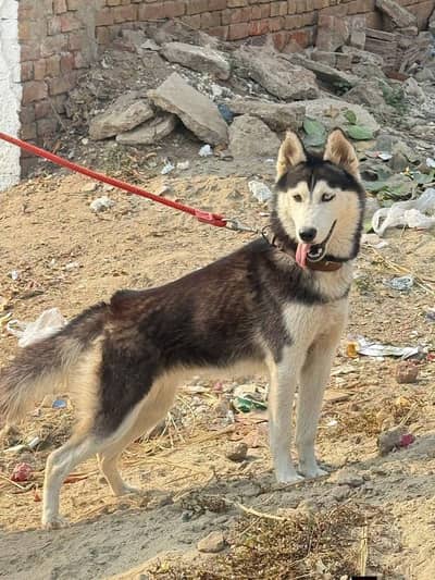 Husky female for sale