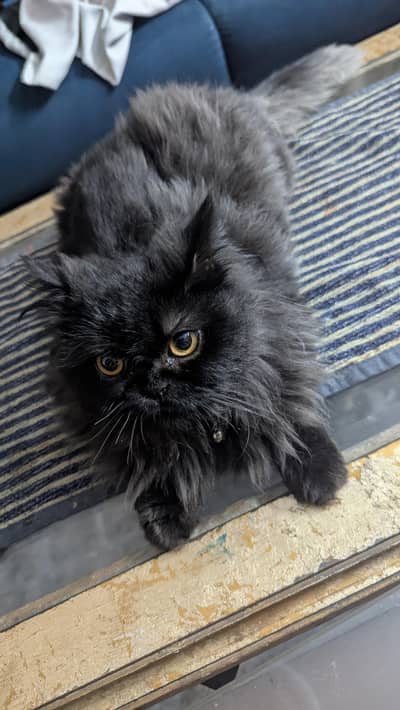 Cat Punch Face For Sale