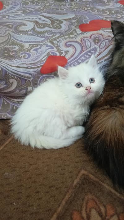 Persian triole coated punch face kitten for sale