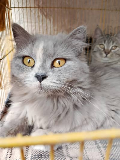 persian mix breed and kittens for sale