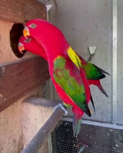 helthy and active chattering lory for sale