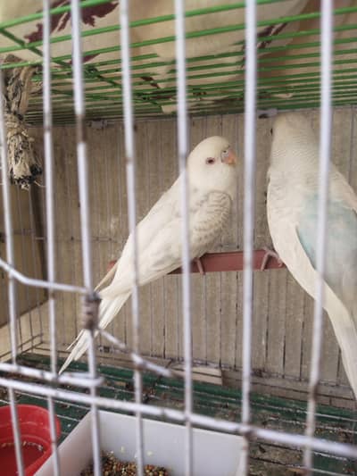 Red eye Albino budgie