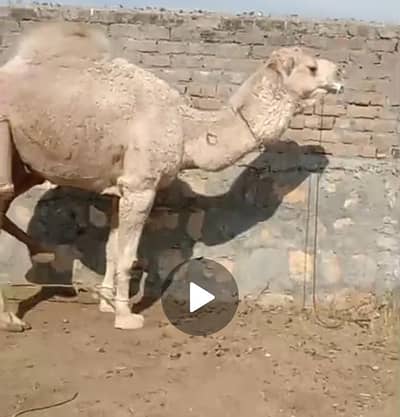 Camel for sale