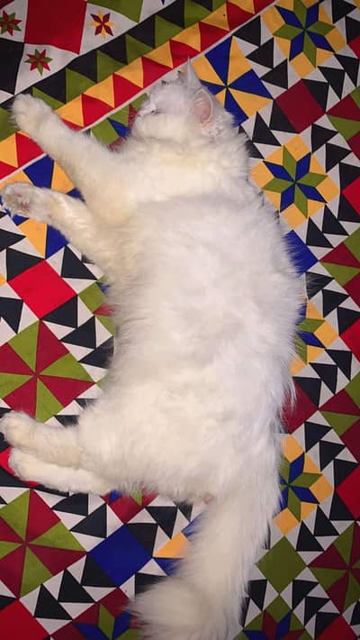 persion cat triple coat pragnant ha exchange possible