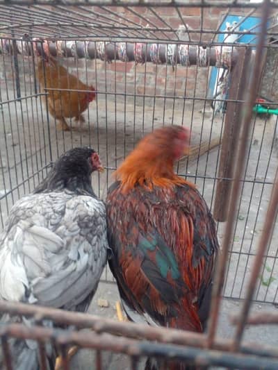 Mia wali Aseel in short size