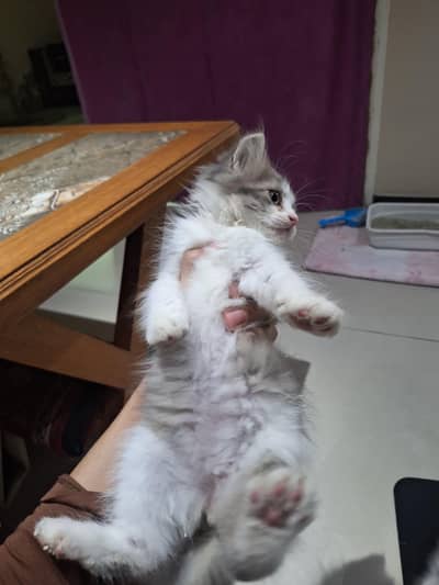 Persian pure breed 2.5 months female