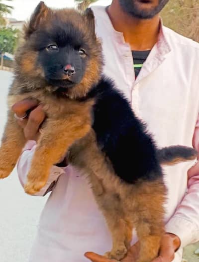 German Shepherd female triple code for sale
