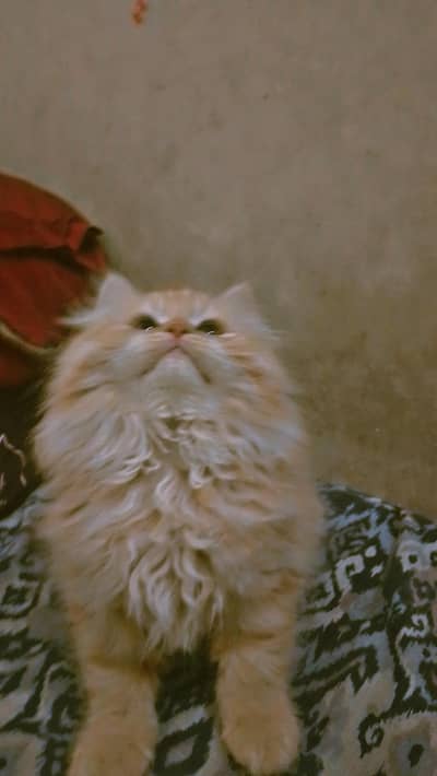 2 months punch face kitten