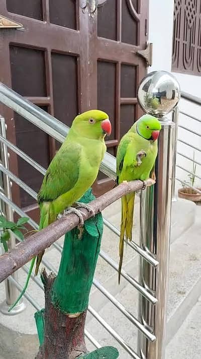 Raah parrot pair for sale - Talking parrots- Male & Female
