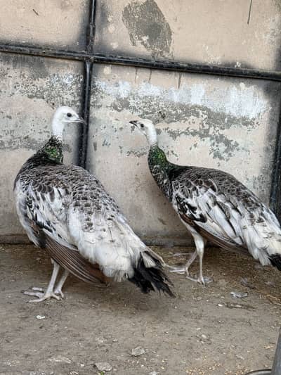 Black Shoulder Peacock
