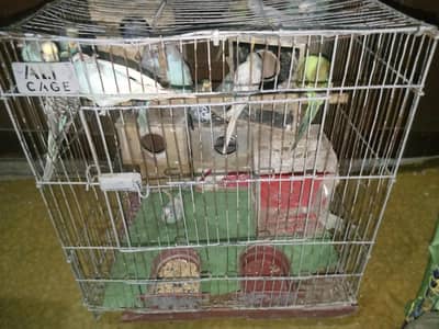 Sale for Australian parrot's