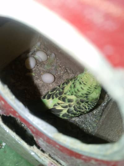 Sale for Australian parrot's