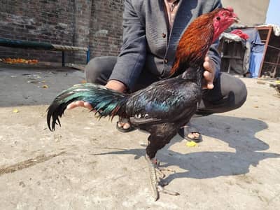 for sale location Sialkot