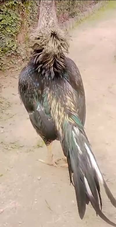 Amroha mirthe aseel for sale in Rawalpindi