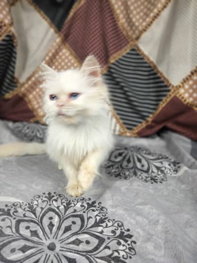 white Persian male kitten