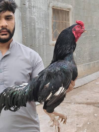 Aseel Lasani Breedar mazboot body mazboot jorr