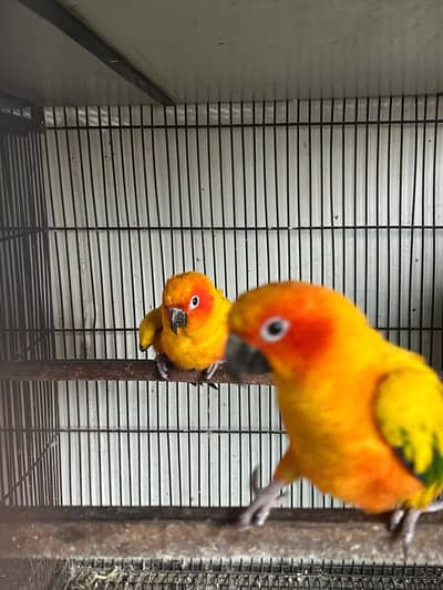 suncnour breader pair with eggs whattapp no03214537860