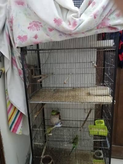 Lovebirds and Budgies