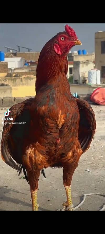 WHITE German O Shamoo PAIR