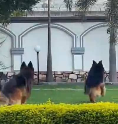 Jisko bhi Chaya bio ma detail lelijye