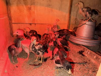 Aseel Chicks Available | Mianwali Aseel | Egg Laying Female Available