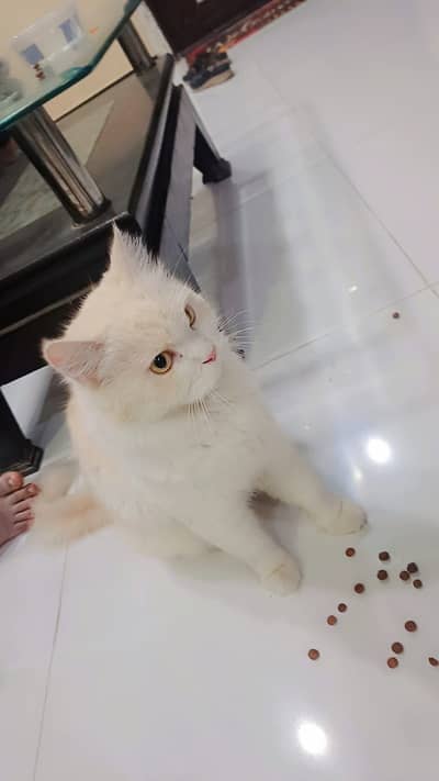 Beautiful family persion cat