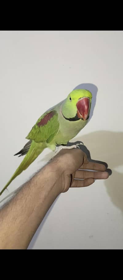 Raw Full Tame Breader Mail