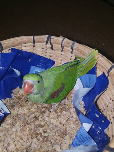 Healthy Jumbo Size Phari & Kashmiri Handraised Chick -( 1 PIECE LEFT)