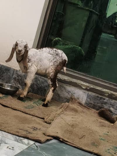 makhi cheena 2 month